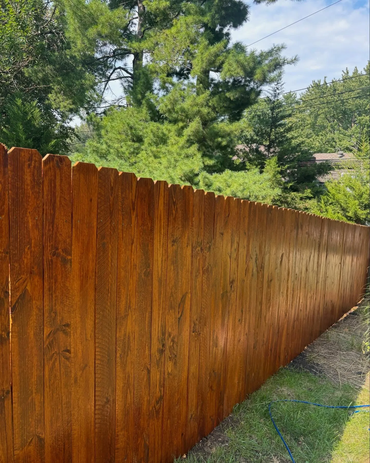 Freshly stained cedar dog-ear privacy fence in Shawnee, KS backyard — deep amber tone, blue sky